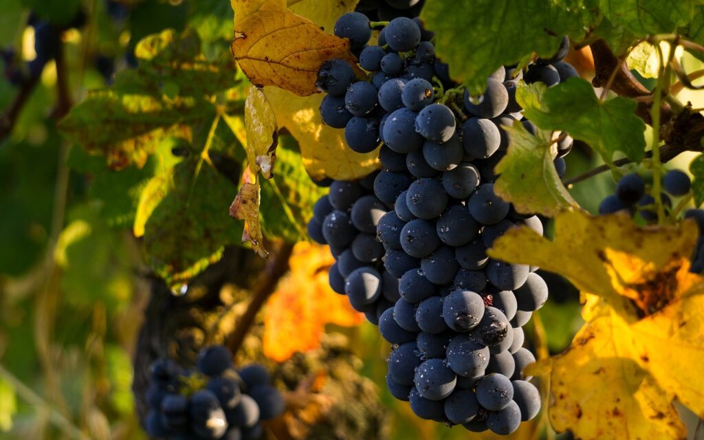 grapes, fruits, food-4290308.jpg